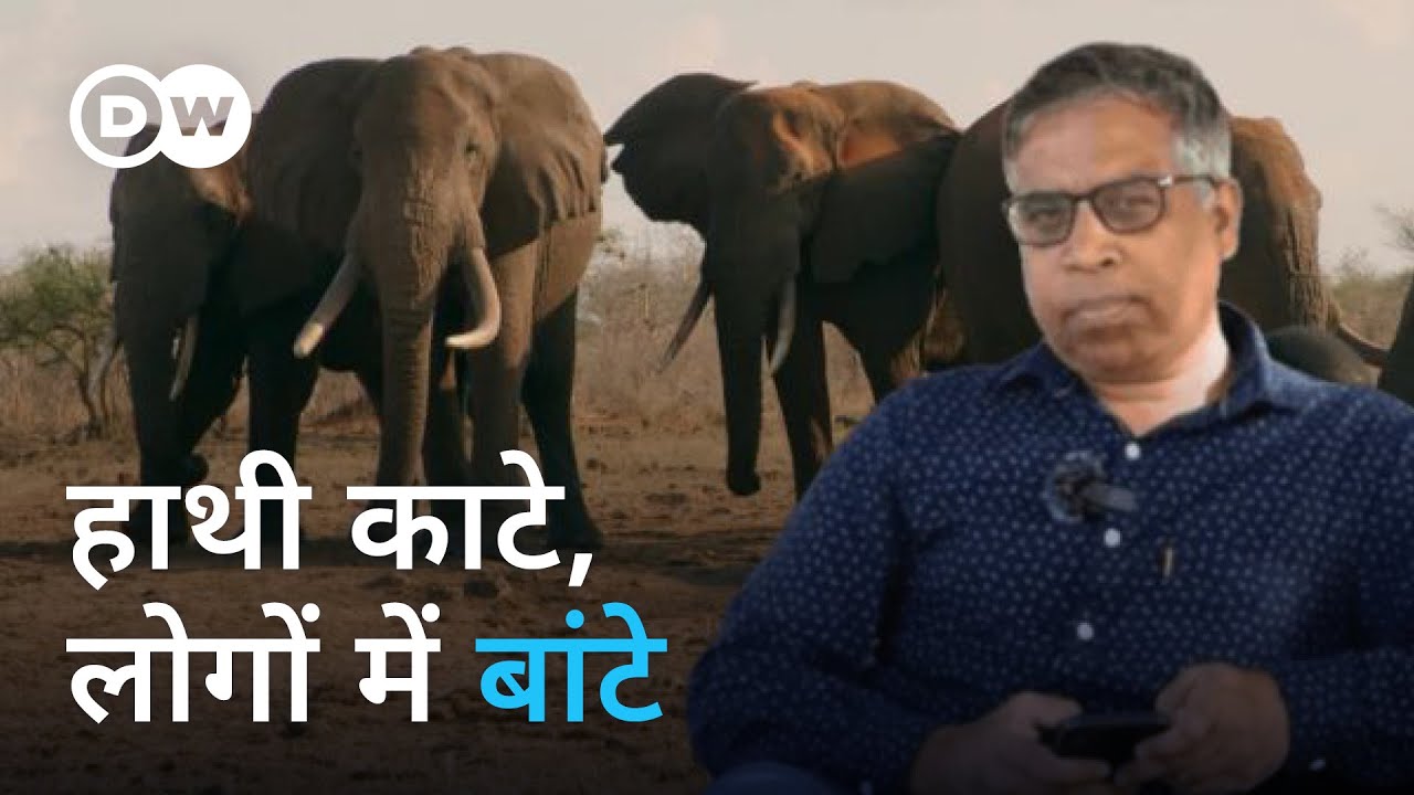 भारत को चीते देने वाले देश में मचा हाहाकार [Namibia to cull wild animals amid drought]
