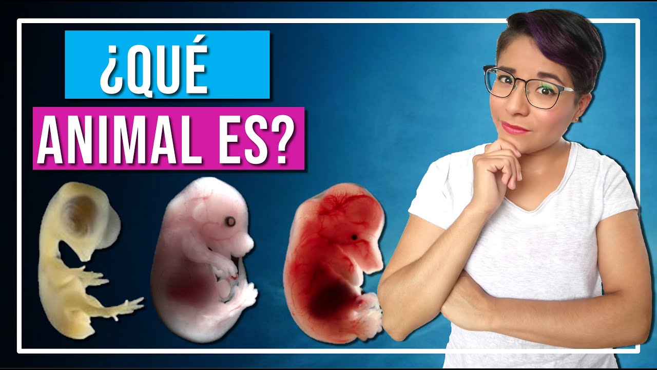 ¿Por qué los EMBRIONES animales son tan SIMILARES?