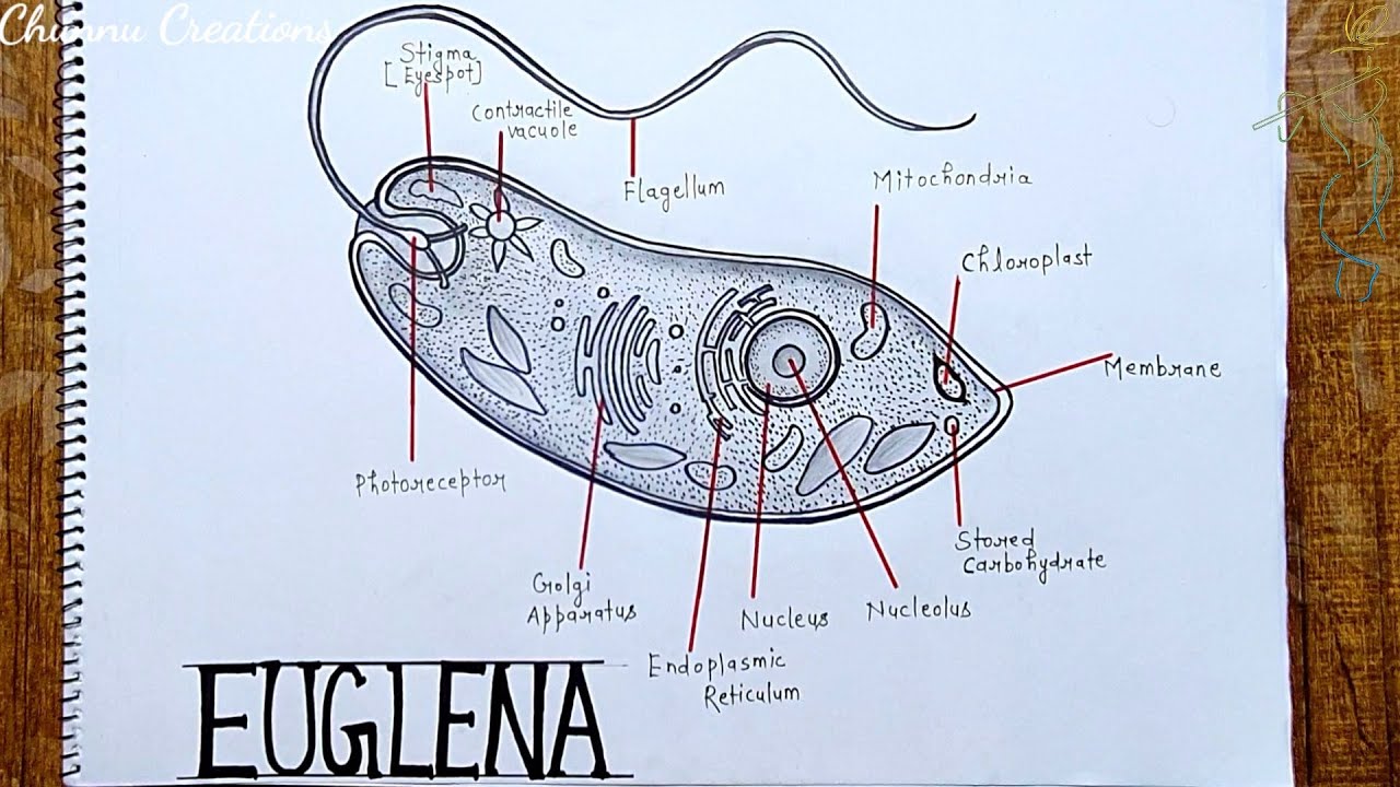 Euglena diagram..|| How to draw Euglena diagram ..|| Labelled diagram of Euglena..