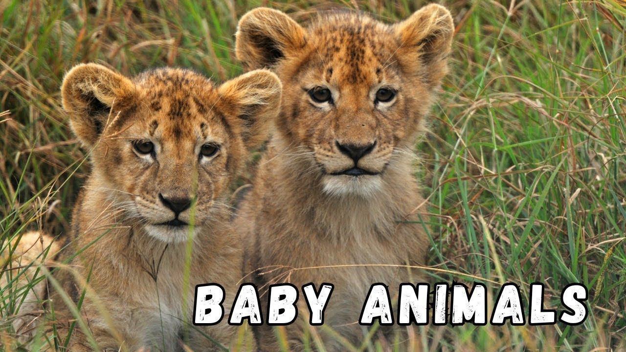 Baby Animals for Kids 🐾 | Cute Young Wild Animals | Learning Nature Video