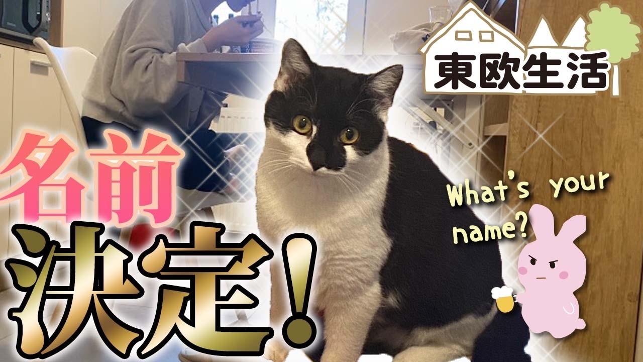 【保護猫】我が家の新入りと仲良くなるまで。名前決まりました！