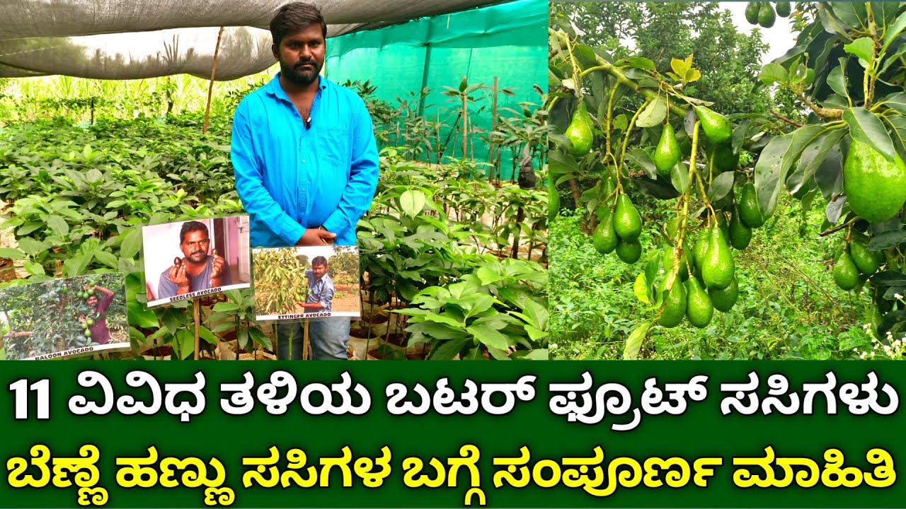 11 ವಿವಿಧ ತಳಿಯ BUTTER FRUIT ಸಸಿಗಳ ನರ್ಸರಿ | 11 Varieties of Avocado Seedlings in ONE Nursery