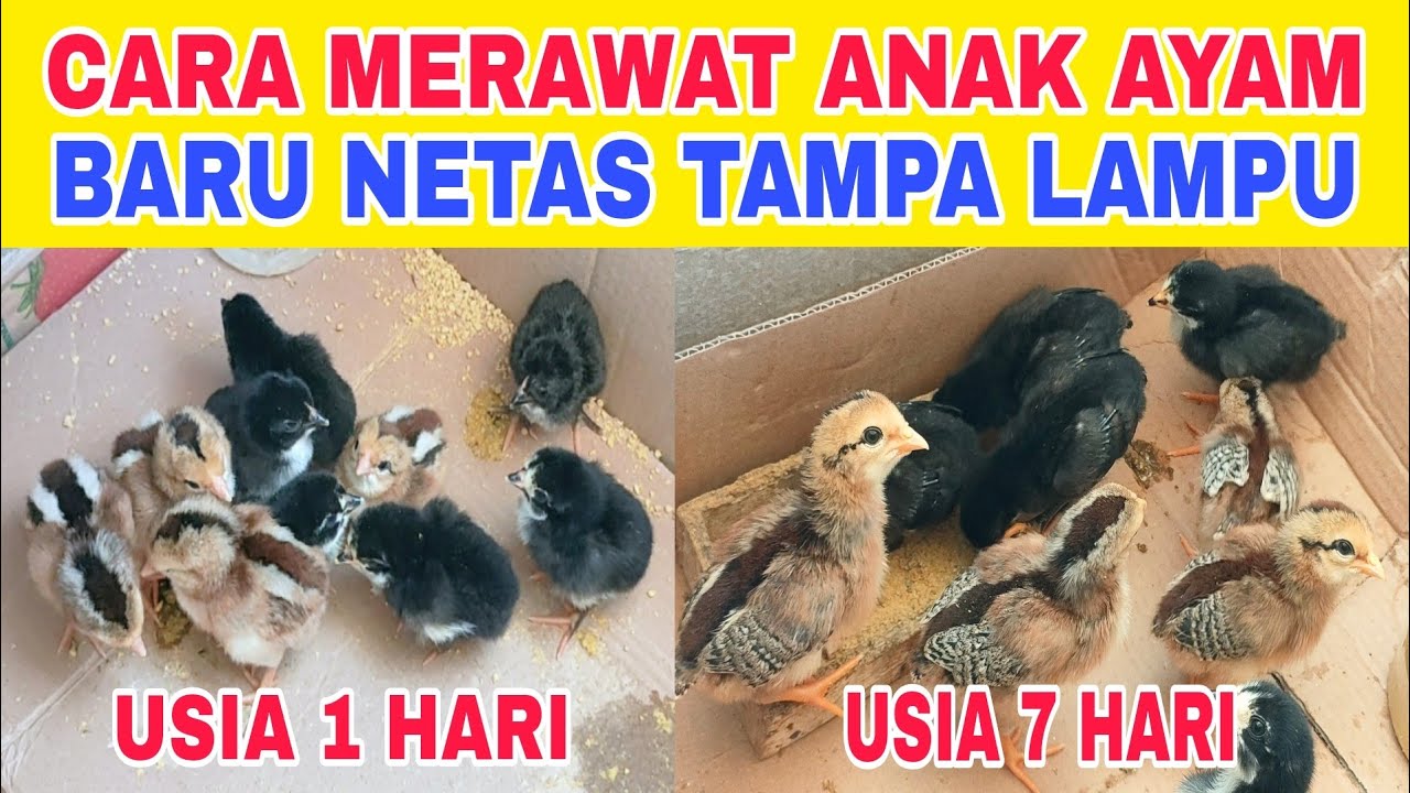 Cara merawat anak ayam baru netas Tampa lampu Tampa indukan