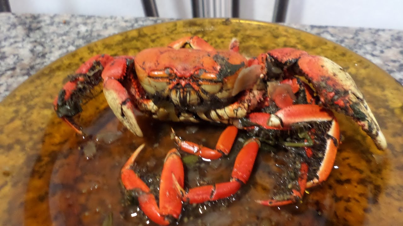 aprenda comer caranguejo
