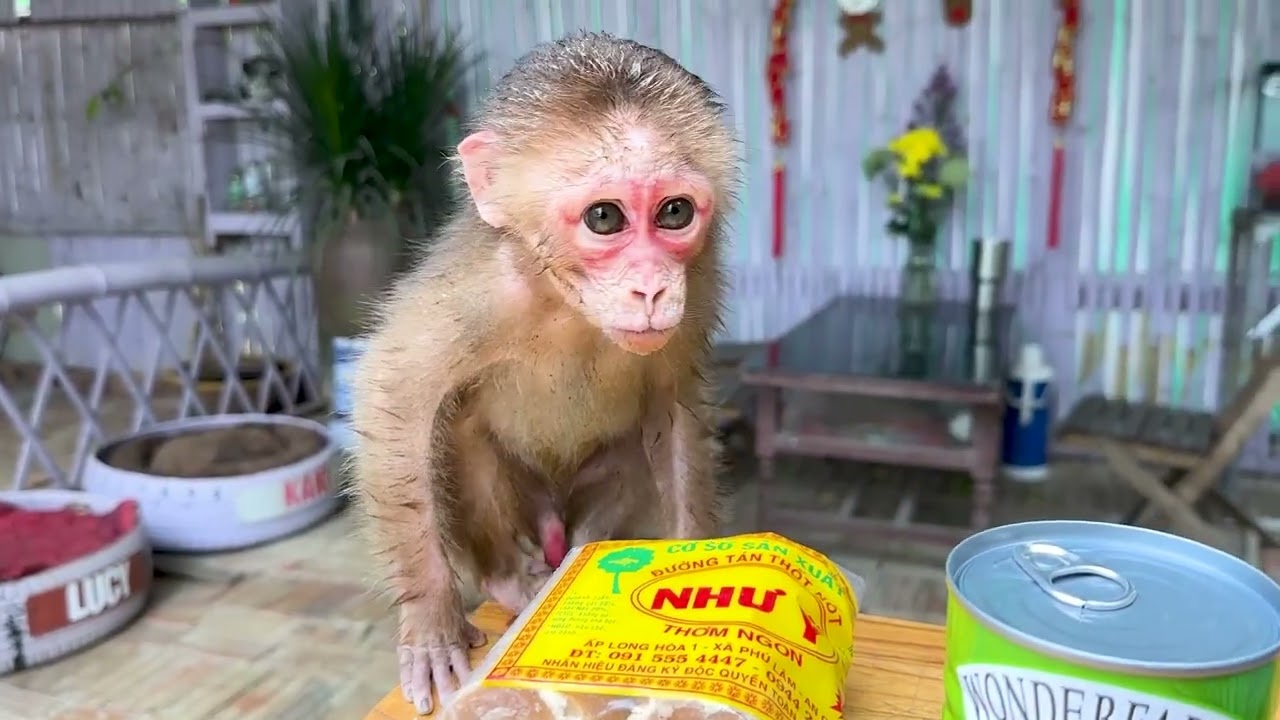 Baby Monkey Kaki Discovered Something Truly Special Today
