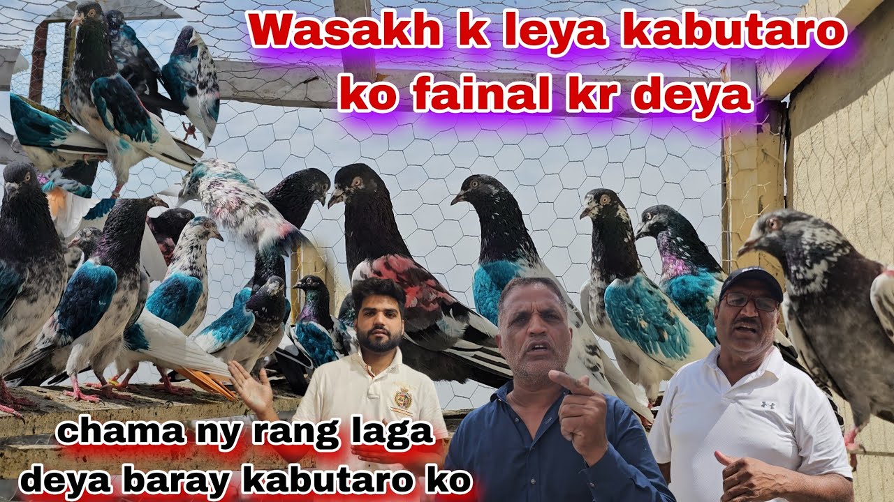 ustad bila ny wasakh k leya kabutar fainal kr deya😯baray kabutaro ko rang laga deya chama ny