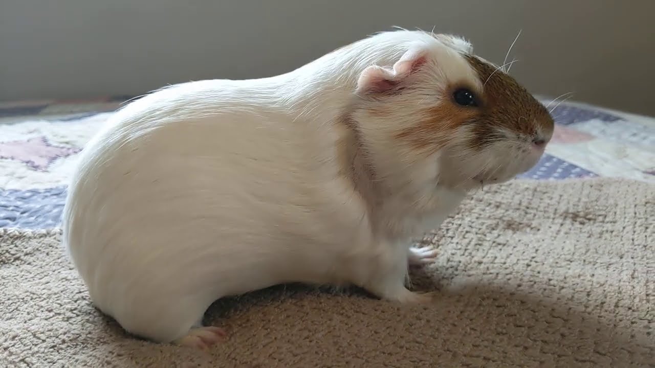 Chippy Chip is such a sweet guinea pig