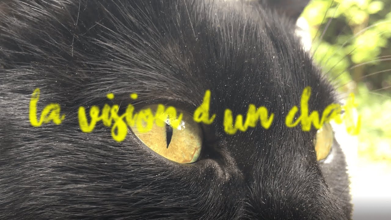 LA VISION D'UN CHAT (4K)