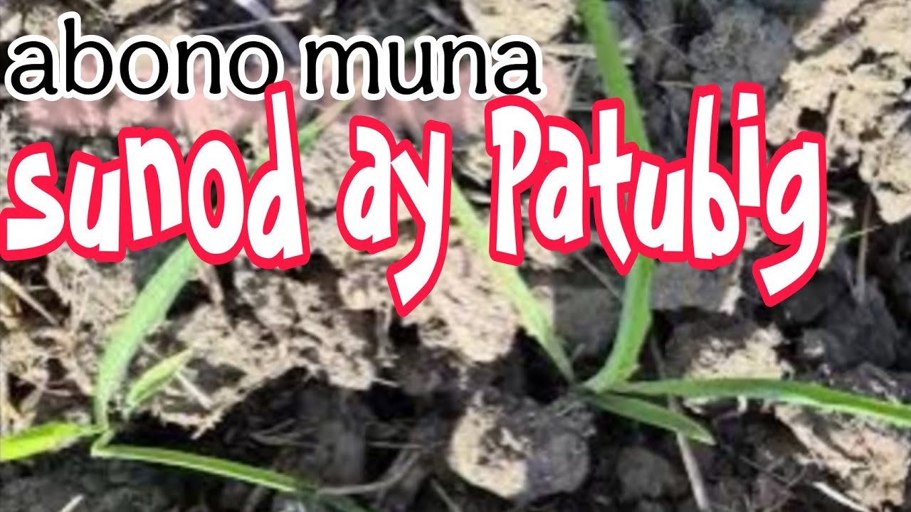 Lagyan ng Pataba at Patubigan Agad ang Mais Pagkatapos Itanim