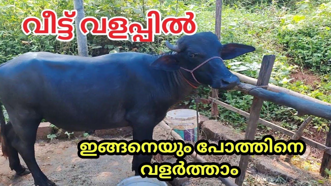 പോത്ത് വളർത്തൽ,വീട്ടു വളപ്പിൽ/buffalo farming in home