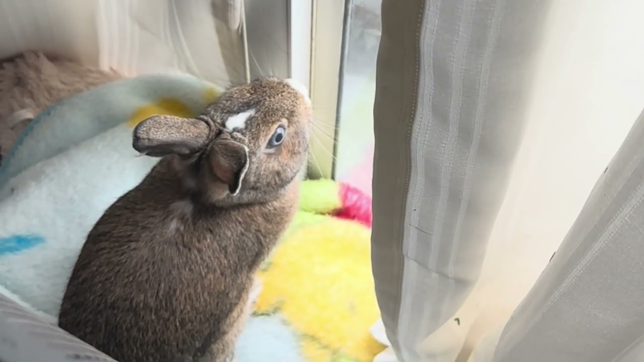 🐰だいふくの日常🐰③  同居8ヶ月毎日楽しんでます🎉