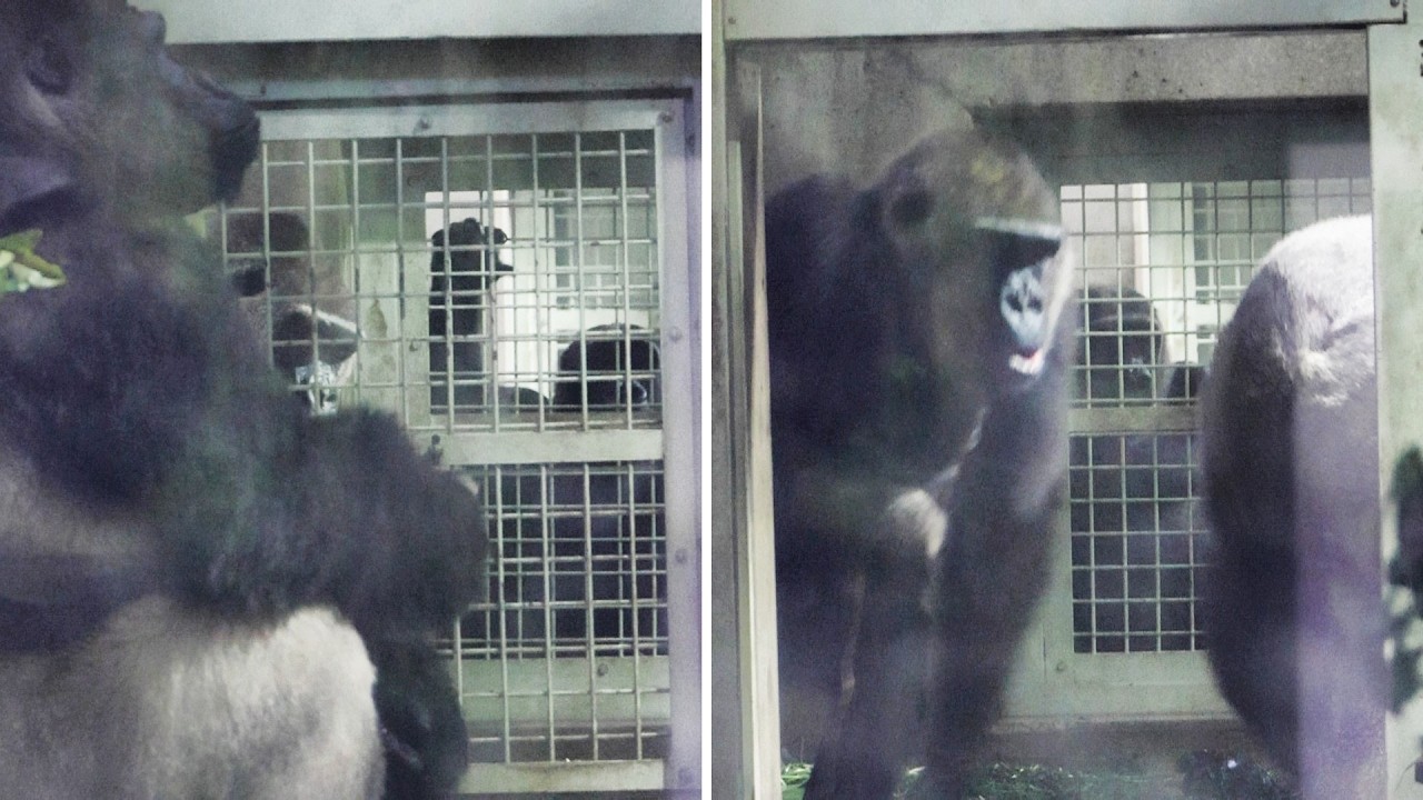 家族の合流を待ちきれない子ゴリラキンタロウ｜京都市動物園｜撮影日2026.2.6｜【きょうのゴリラ】