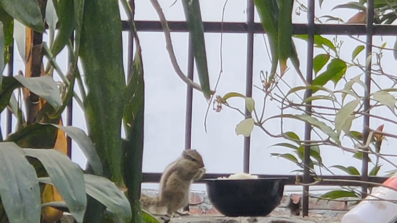 Squirrel eating rice at Home.
