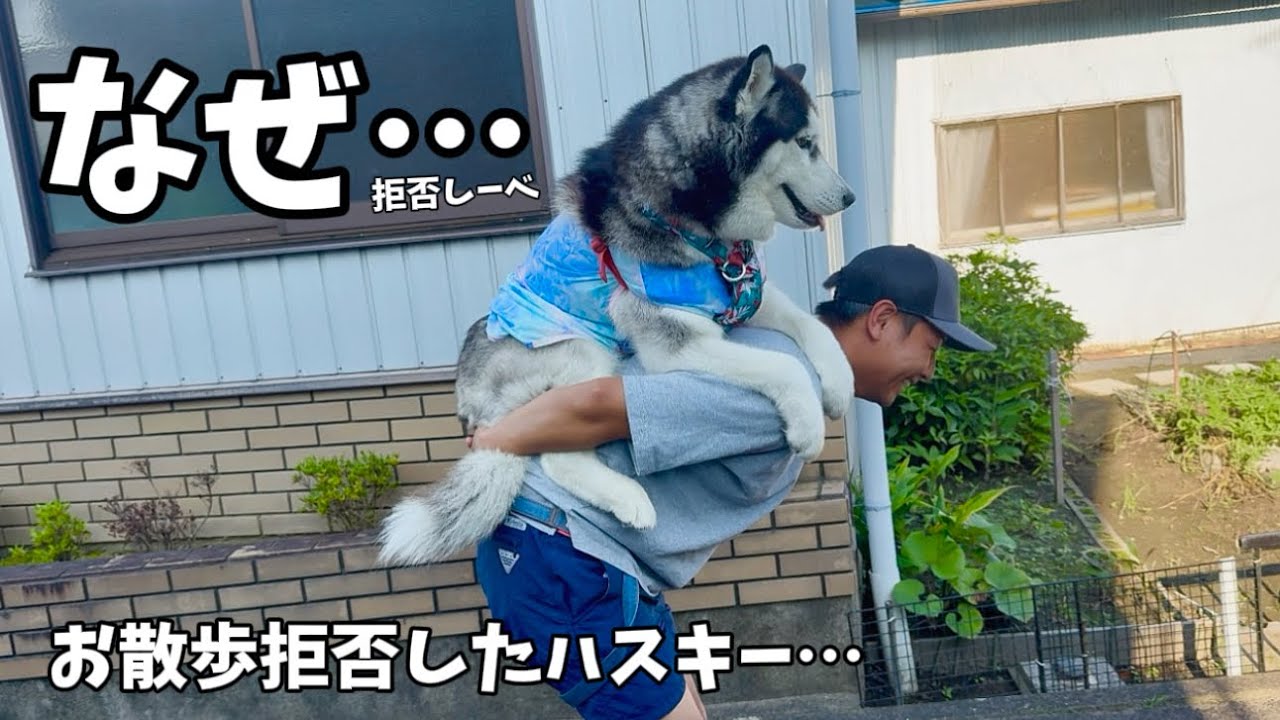 【おんぶされるハスキー】お散歩を拒否したハスキーの理由がヤバすぎました…