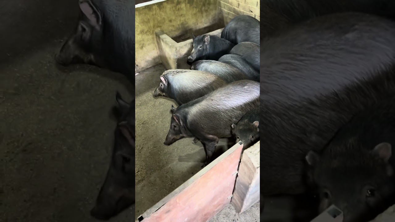 Awesome Wild Boar Farm 🐗 🙄 