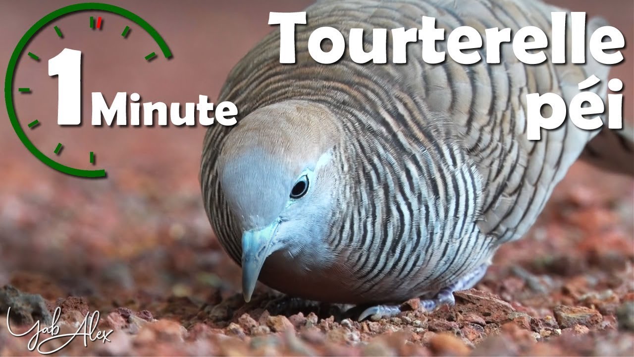 Une minute pour un oiseau : la tourterelle péi (géopélie zébrée) - Yabalex