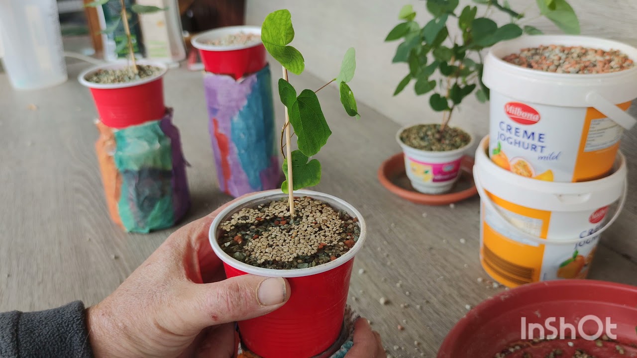 Judasbaum (Cercis siliquastrum) 1,5 Jahre + 1/2 Jahr alt, umpflanzen in Selbstbewässerung mit Docht