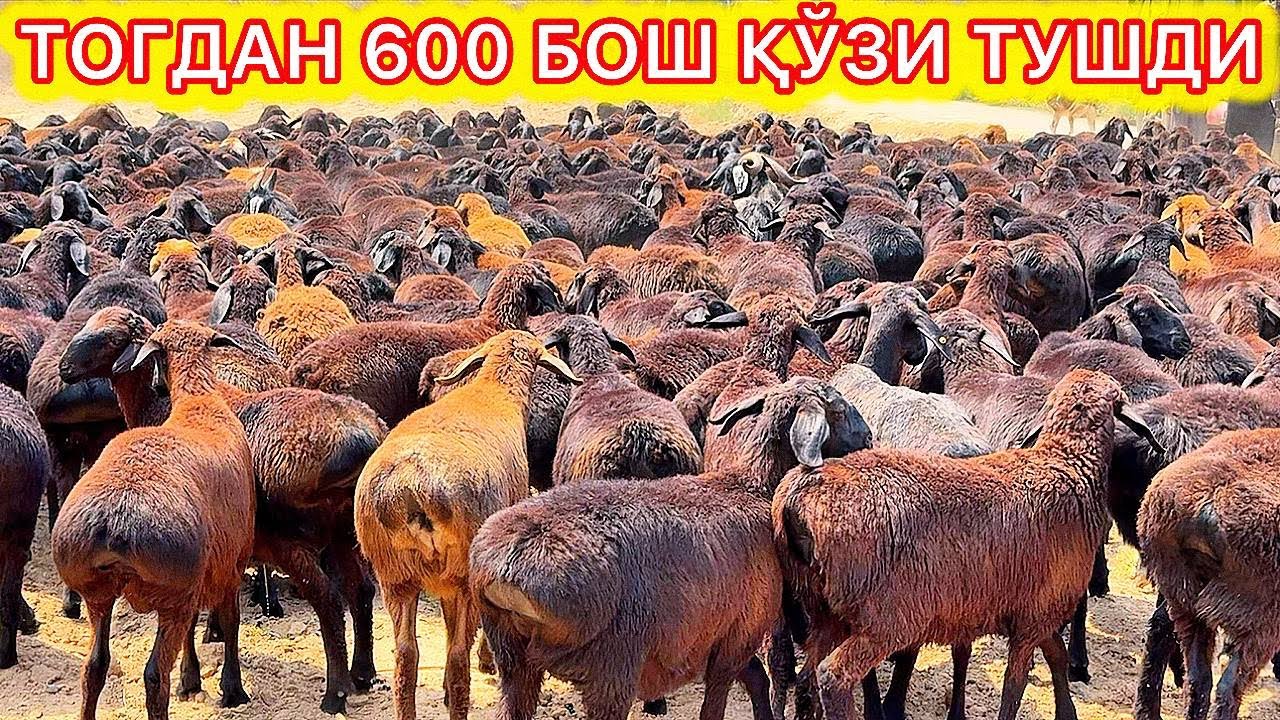 СУРХОНДАРЁ ХИСОРИ ҚЎЗИЛАРИНИ НЕГА КЕТИБ ҚАЙТИБ ОЛИШДИ
