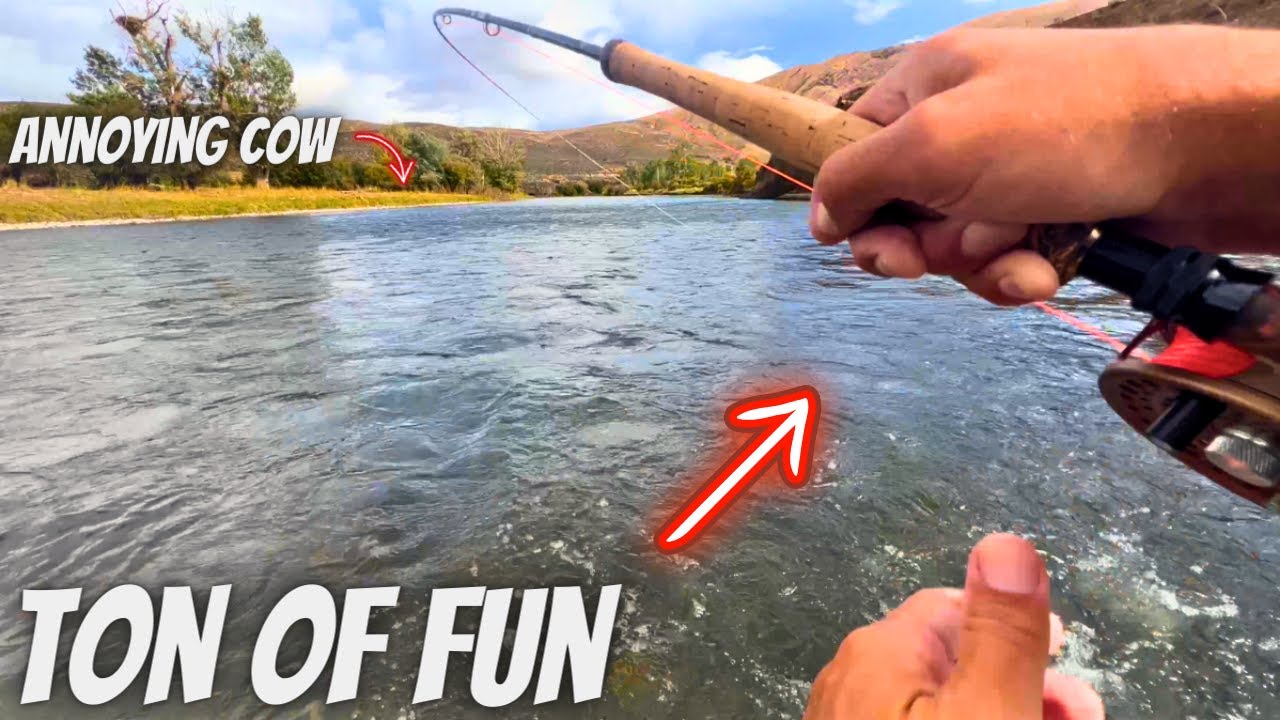 BIG Trout on the Trout Spey & What Was Up w/This COW?!