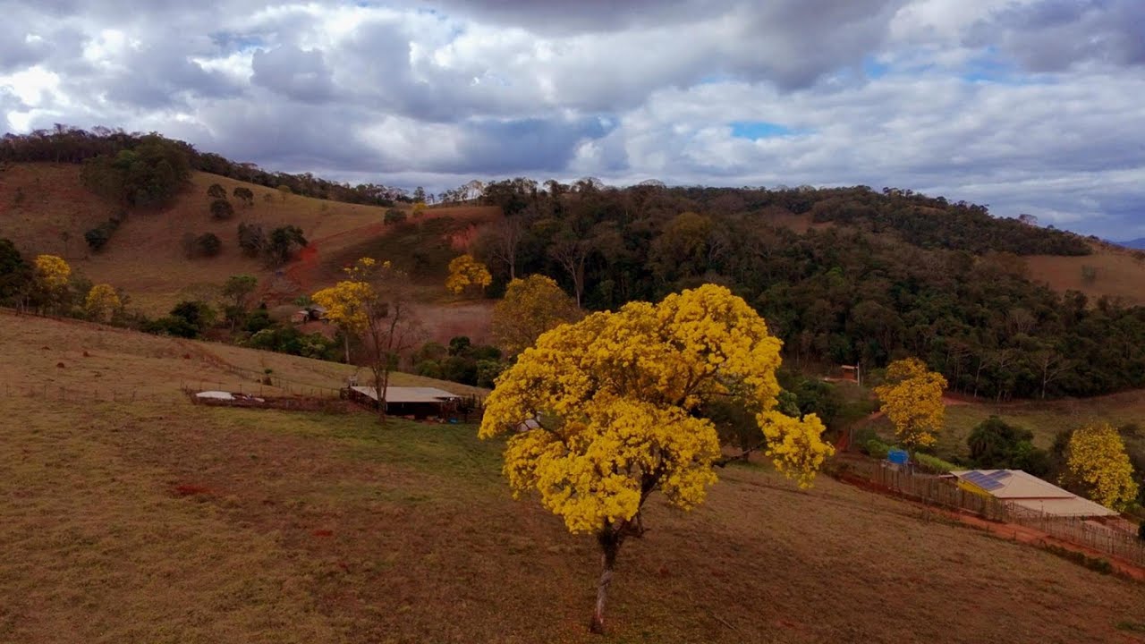 Ipê Amarelo - Rio Manso - MG
