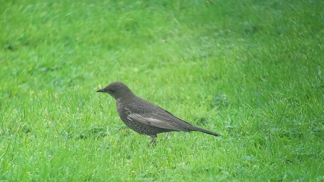 Beflijster, Robbenjager Texel