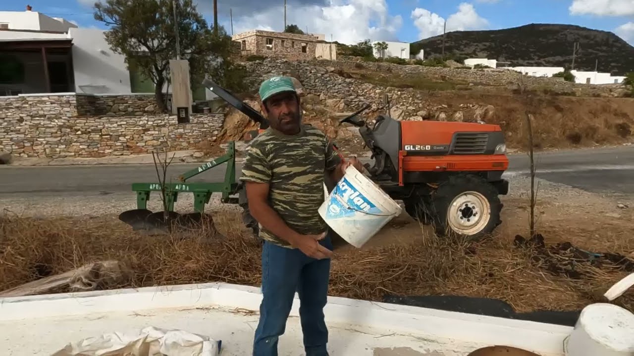 ΣΙΦΝΟΣ_Πώς συλλέγουμε και και καθαρίζουμε αμπελοφάσουλα και μαυρομάτικα φασόλια