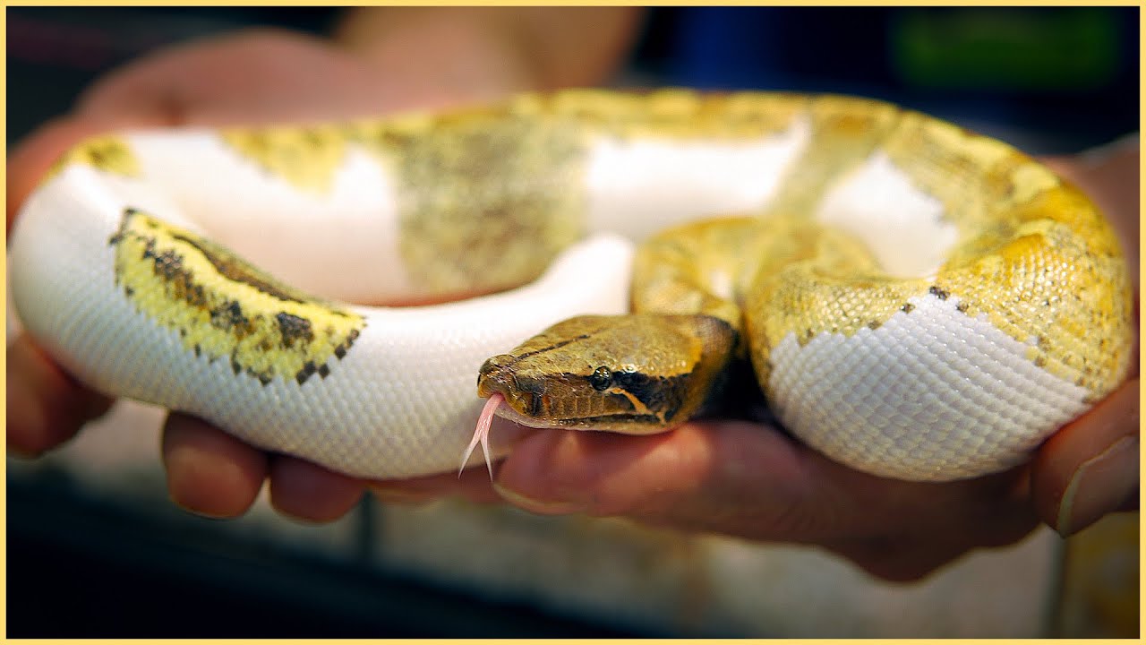 NEW BLOOD PYTHON MORPH + Who REALLY Founded KINOVA?! |  Arlington NARBC