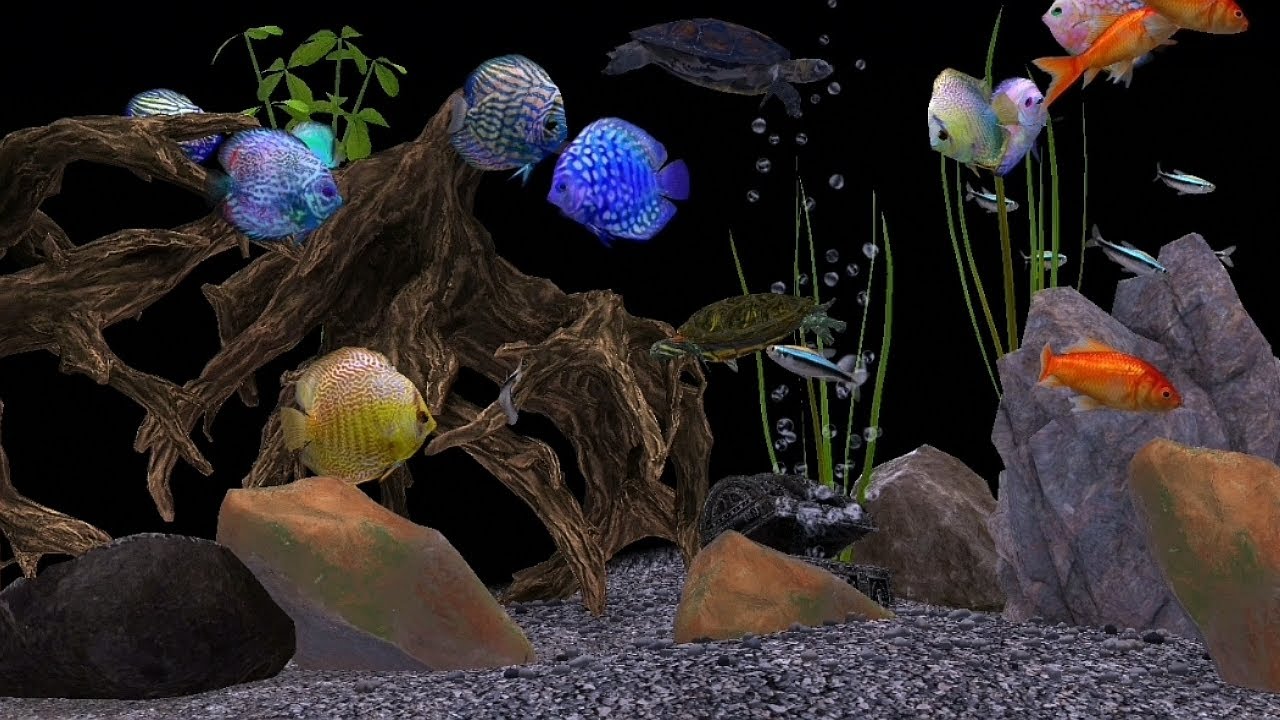 Aquarium #music #fishtank zum entspannen schlafen Konzentration 🐠 🐡 🐚 #chill #beautiful Ambience 