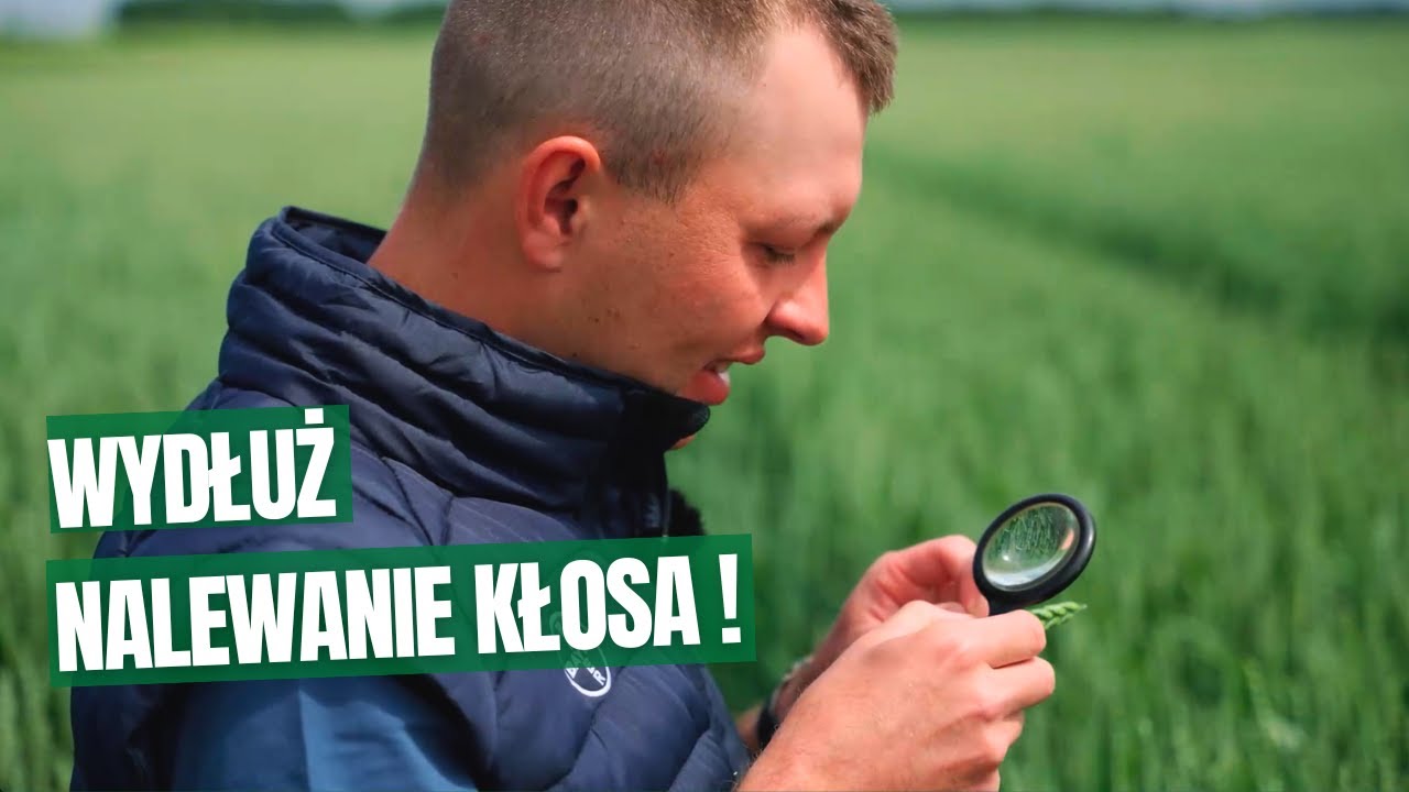 Delaro Forte &bdquo;na kłos&rdquo; i dodatkowe kwintale ziarna