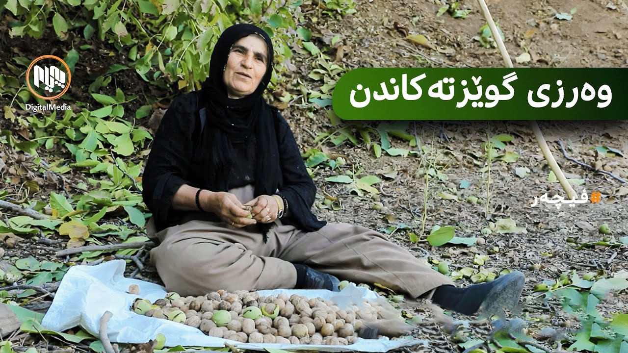 فیچەر: پێنجوێن - وەرزی گوێزتەکاندن