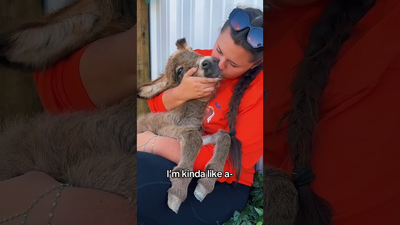 Mini donkeys are the best cuddlers #minidonkey #donkey