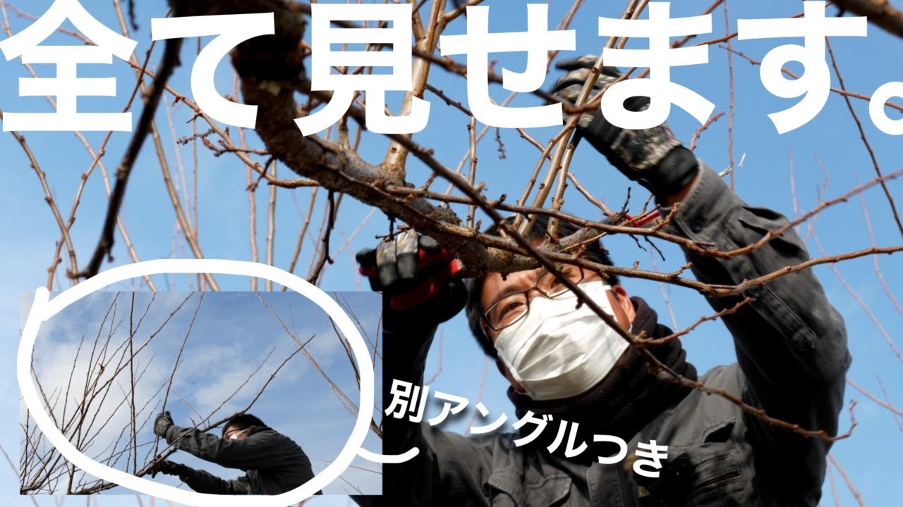 【枝の先端から根本まで】すももの剪定をノーカット。-品種「太陽」系編-