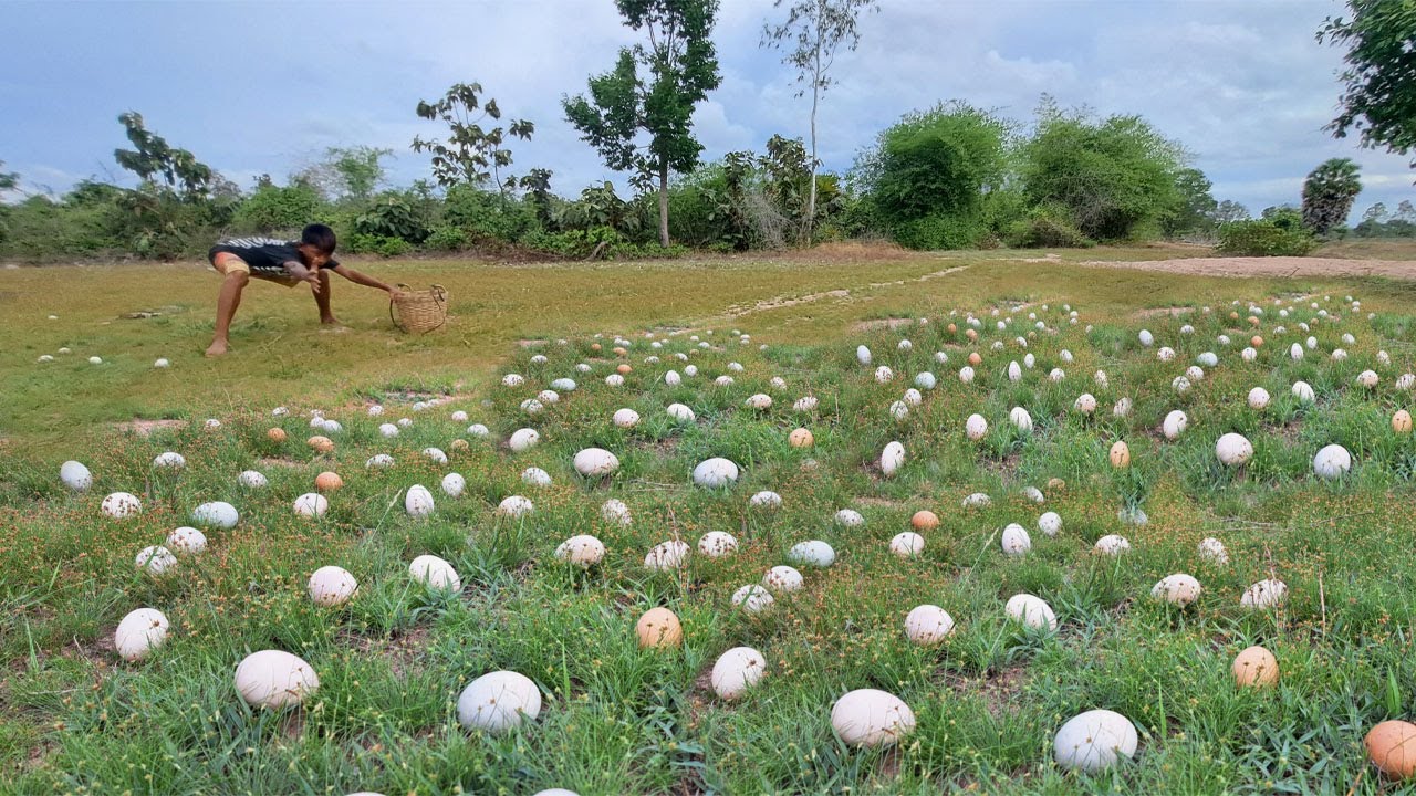 Wow wow! Pick lots of duck eggs near the water's edge, picking the best ones by hand