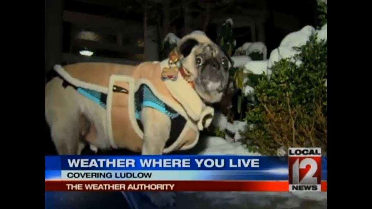 Local 12 Weather Pug