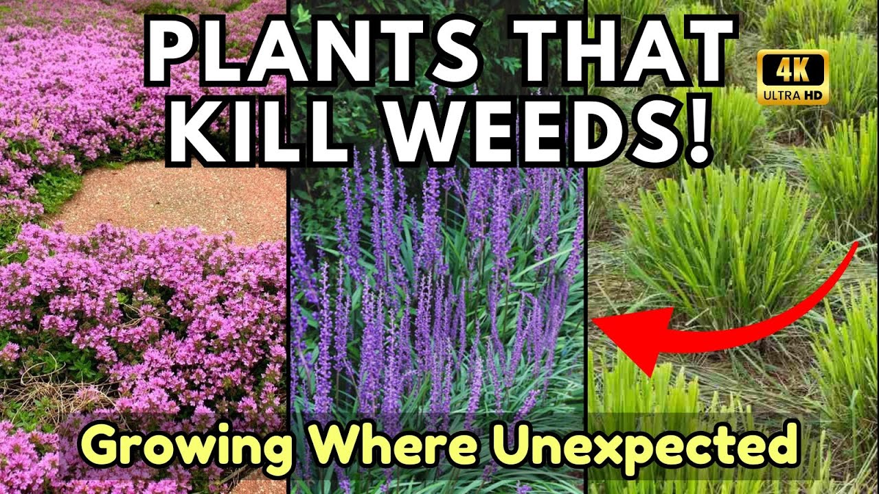 Growing Where You Least Expect It — 12 Powerful Plants That Kill Weeds Naturally