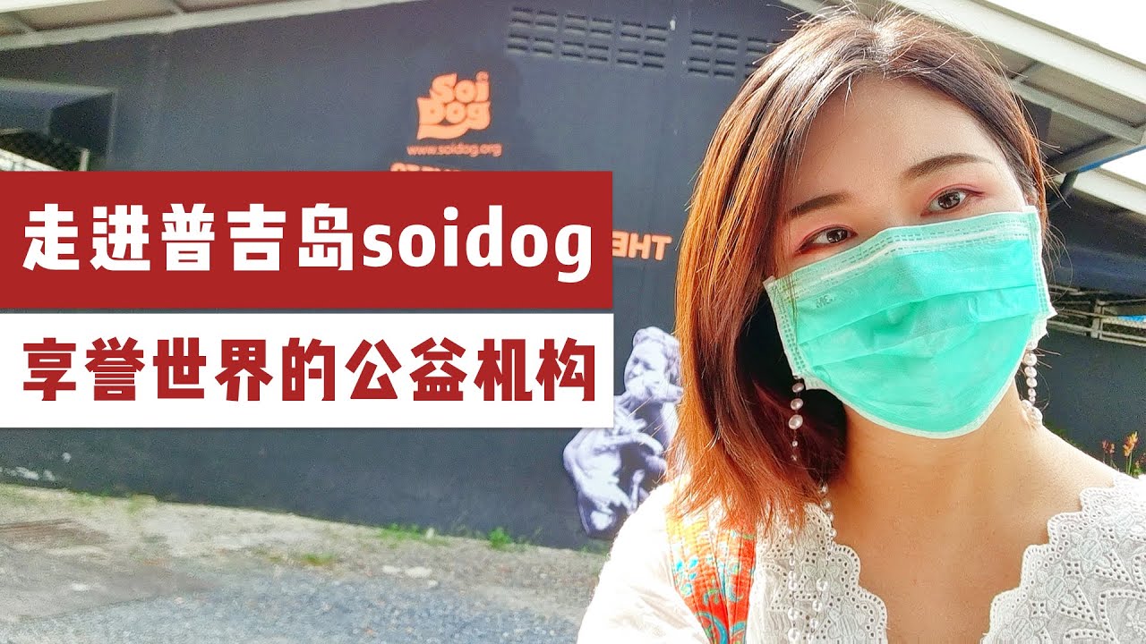 探访泰国普吉岛soidog，一个享誉世界的流浪狗救助公益机构，分享创办者的感人故事