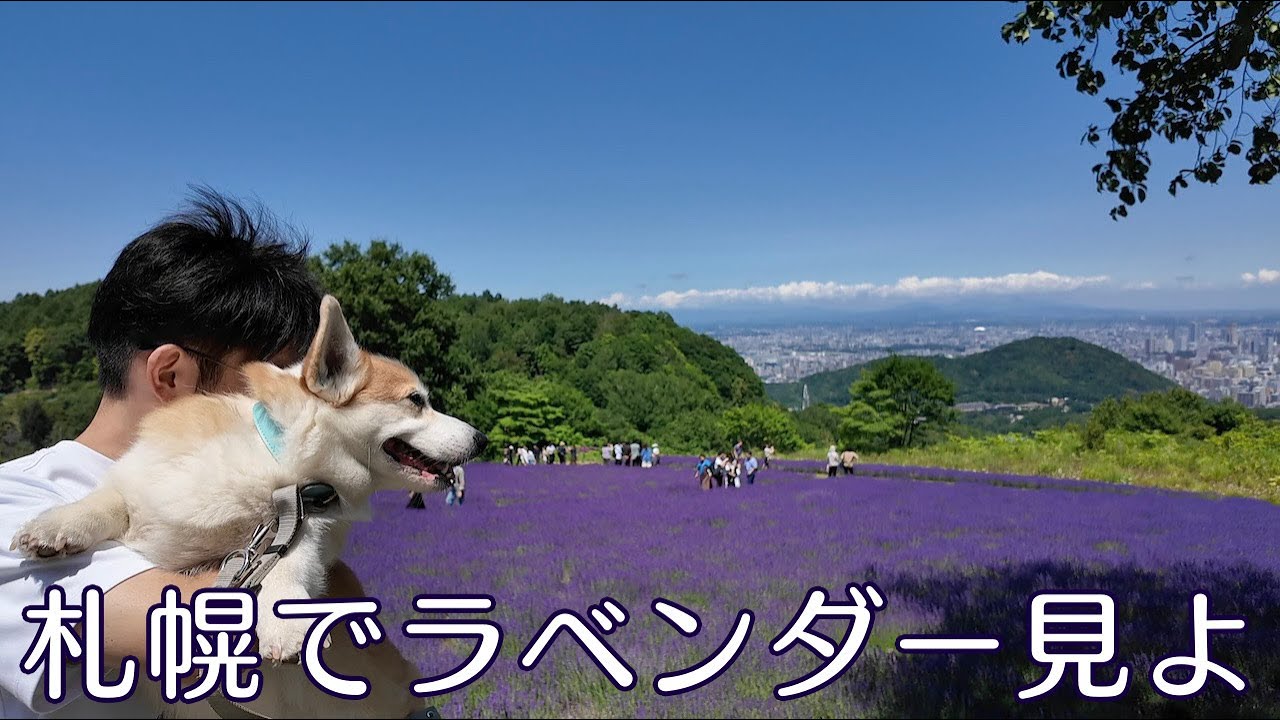 【札幌】幌見峠でラベンダーを見ました