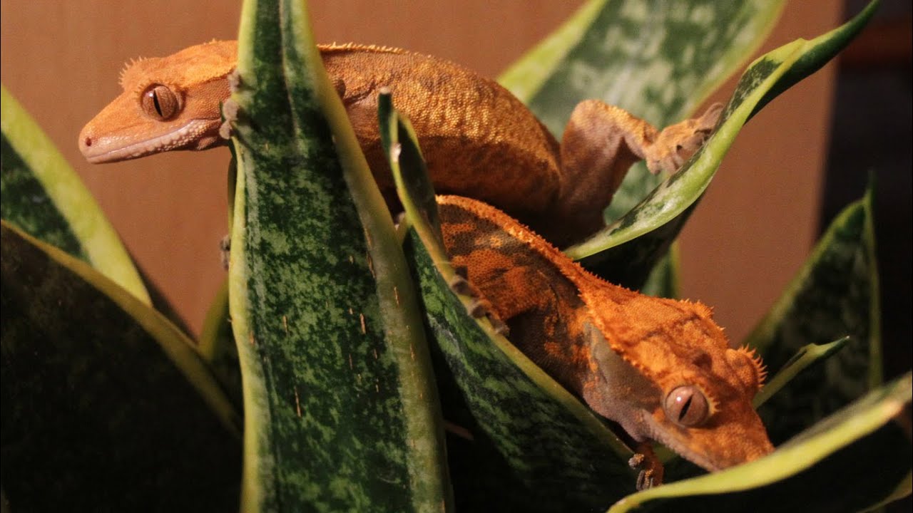 Moving Two Female Crested Geckos Into A Tank