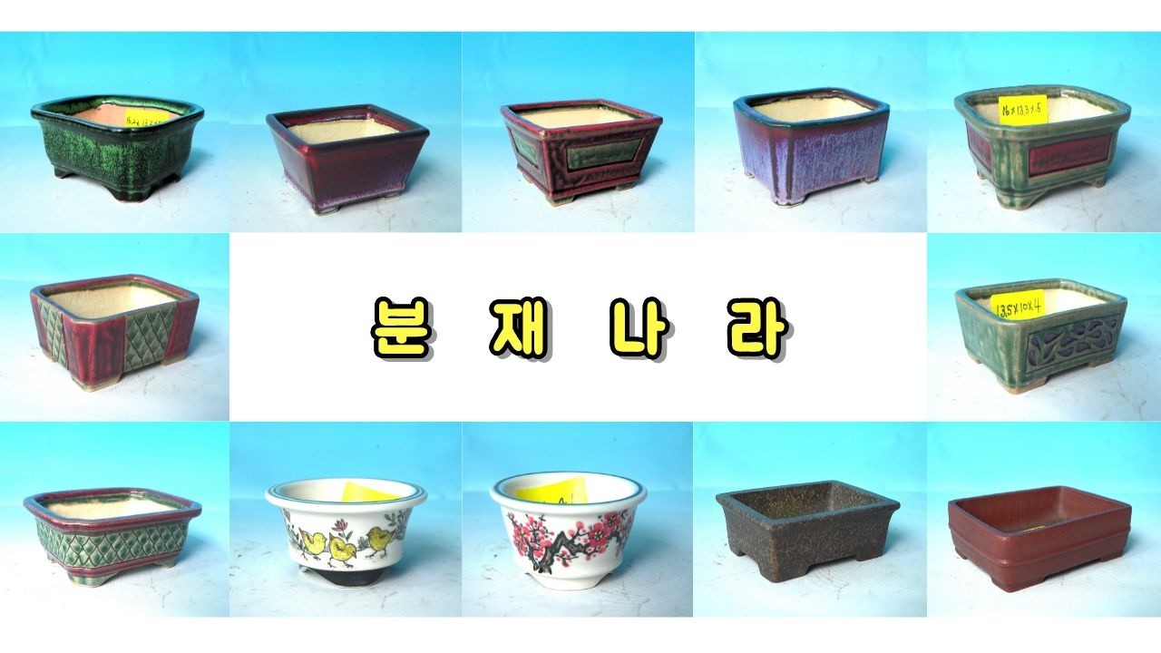 2026년 2월 25일 10번째 분갈이철을 맞이하여 화분 12점을 여러분께 소개합니다