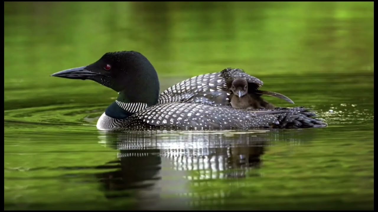 BIRDING AT ALGOQUIN PARK