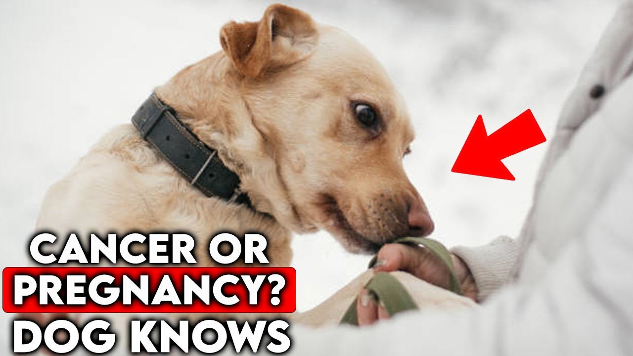 Fascinating Things Dogs Can Smell Inside the Human Body