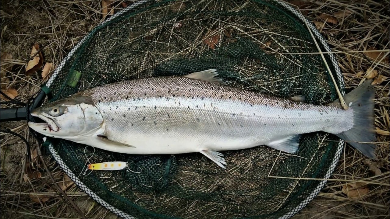 SeaTrout 70cm (Meerforelle) 21.03.2019 Usedom (Uznam)