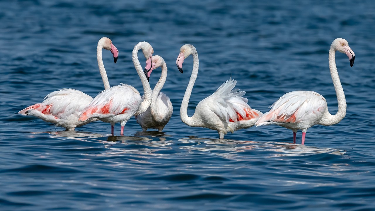 Flamingos in Peace / Huzur İçindeki Flamingolar