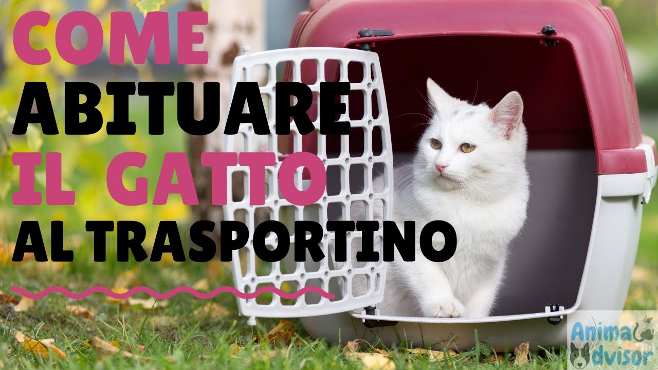 COME ABITUARE IL GATTO AL TRASPORTINO
