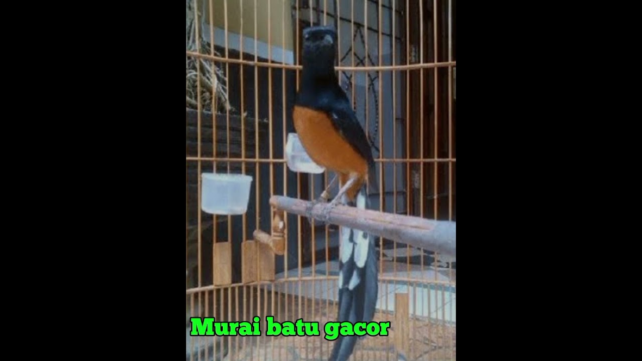 BURUNG MURAI BATU GACORRR