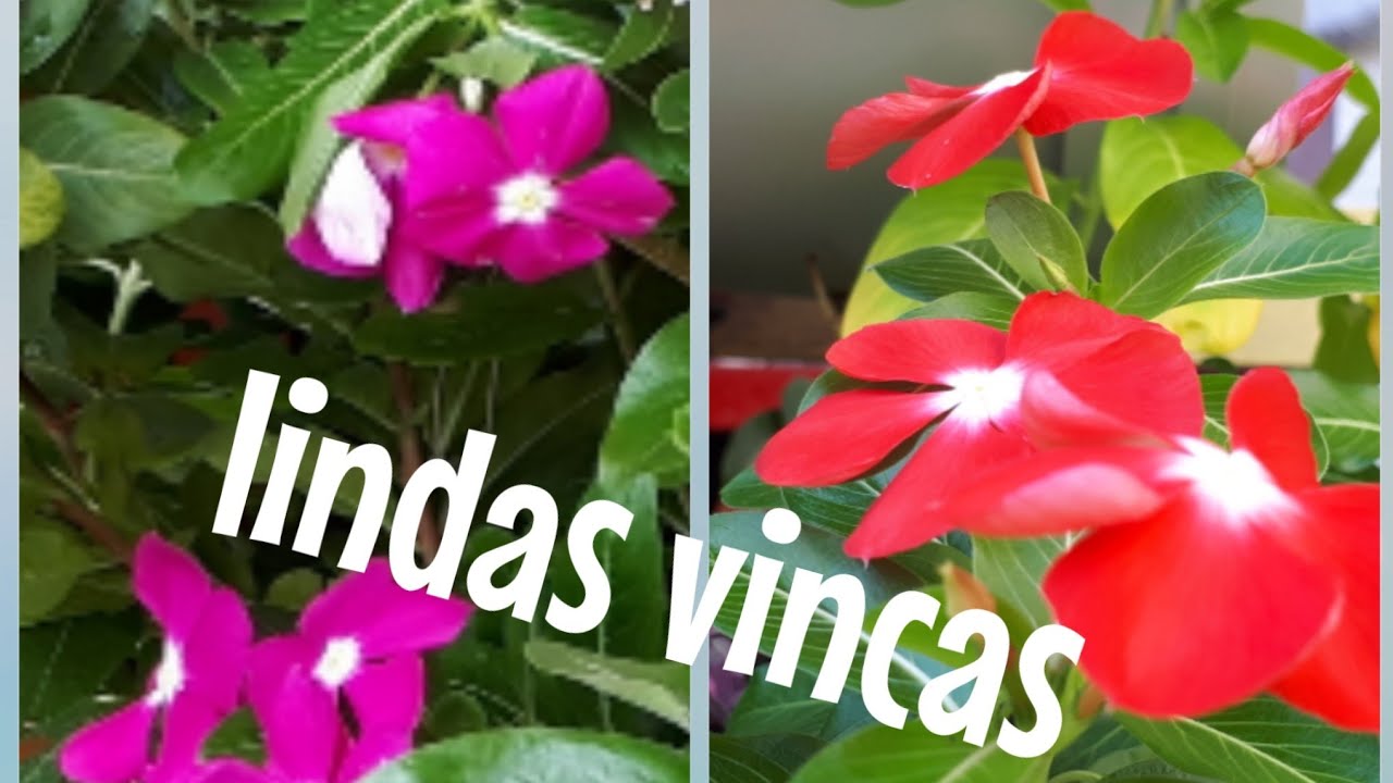 🌹#VINCAS como plantar e cultivar vincas, lavadeiras,#vaso- #plantas e #flores #jardim!#jardinagem