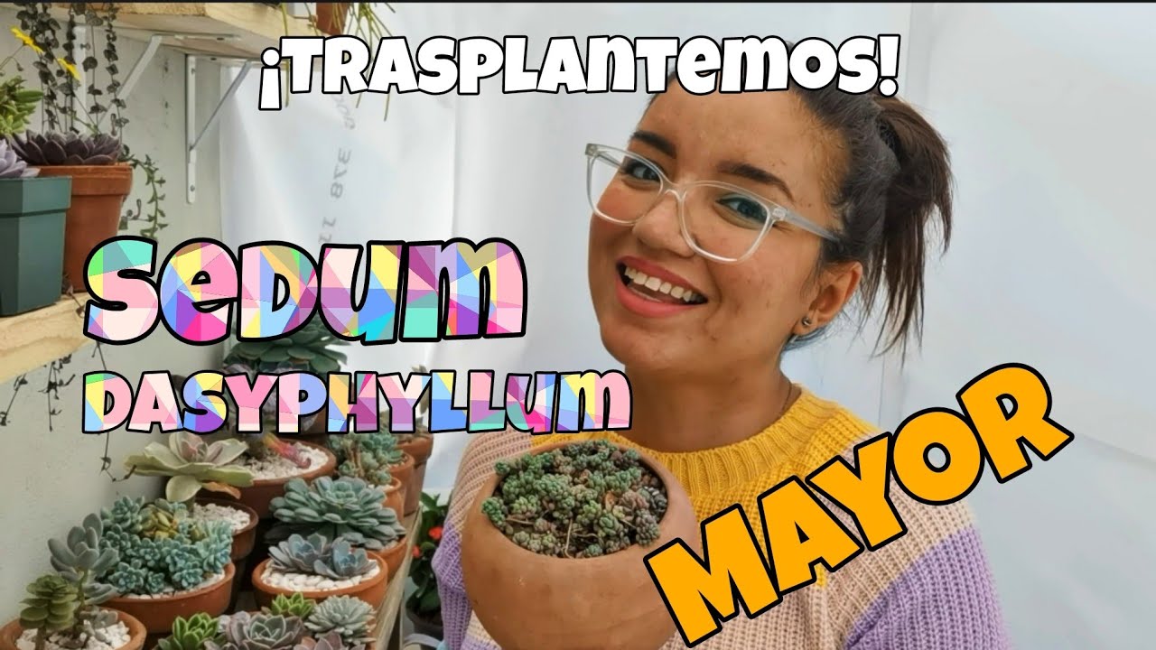 Sedum Dasyphyllum Mayor // Trasplantemos Juntos // Any Grc