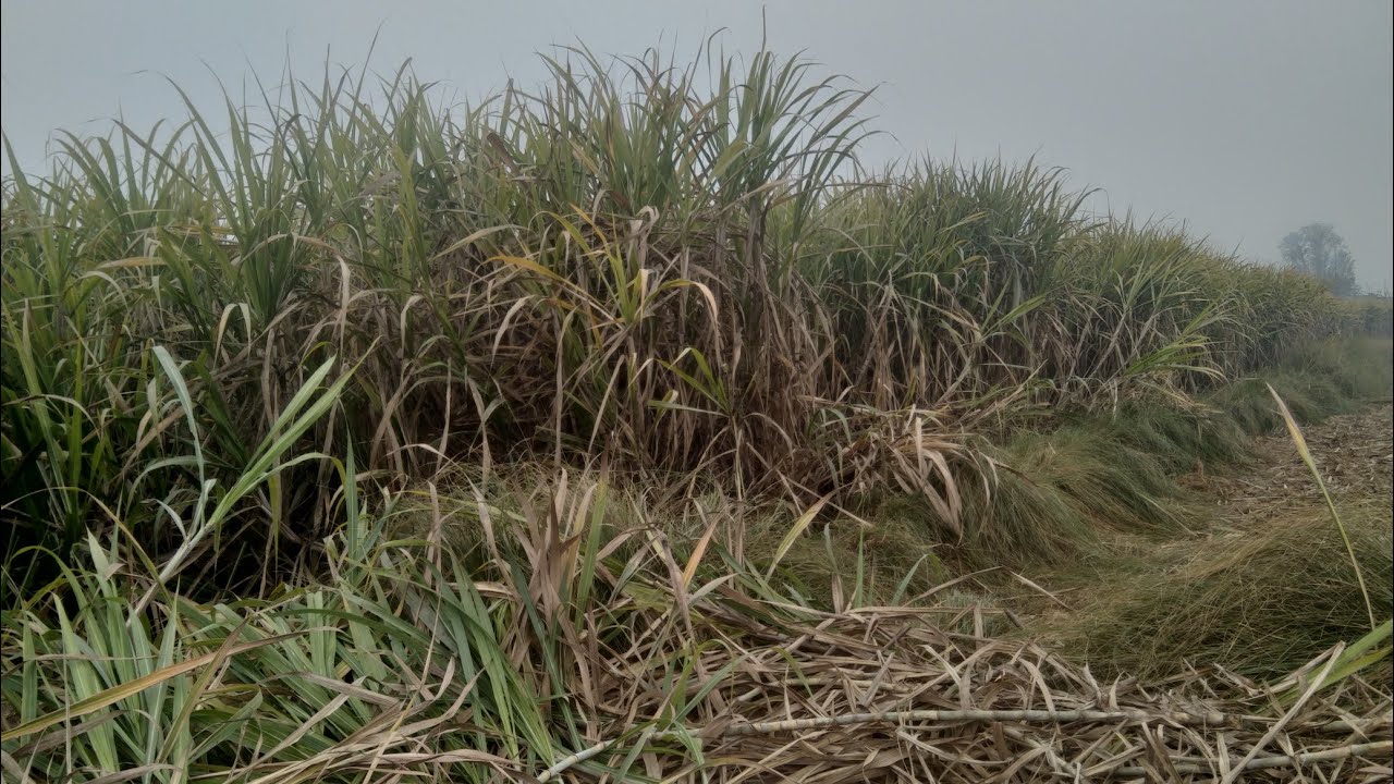 Daily Village Life | Desi Rural Environment