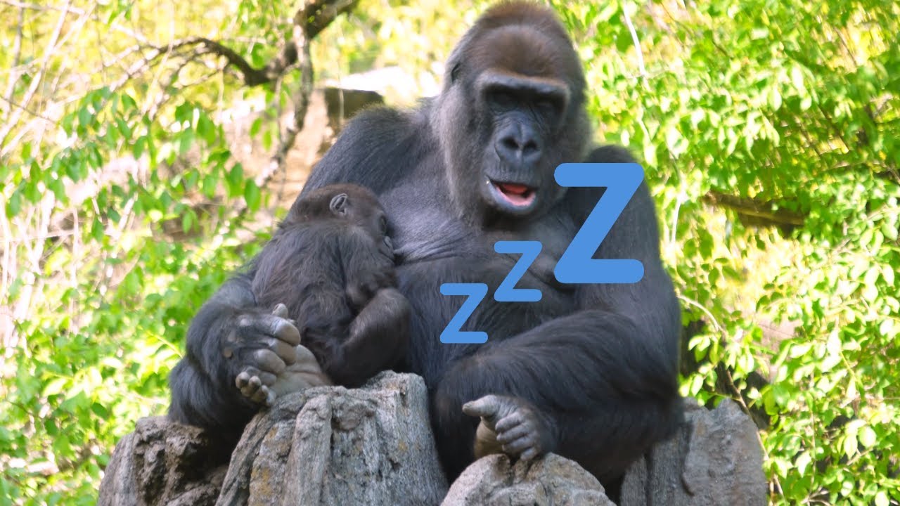 Детеныш гориллы Сумомо и ее мама Момоко дремлют вместе 🦍🦍🦍💤 | Зоопарк Уэно (Токио)