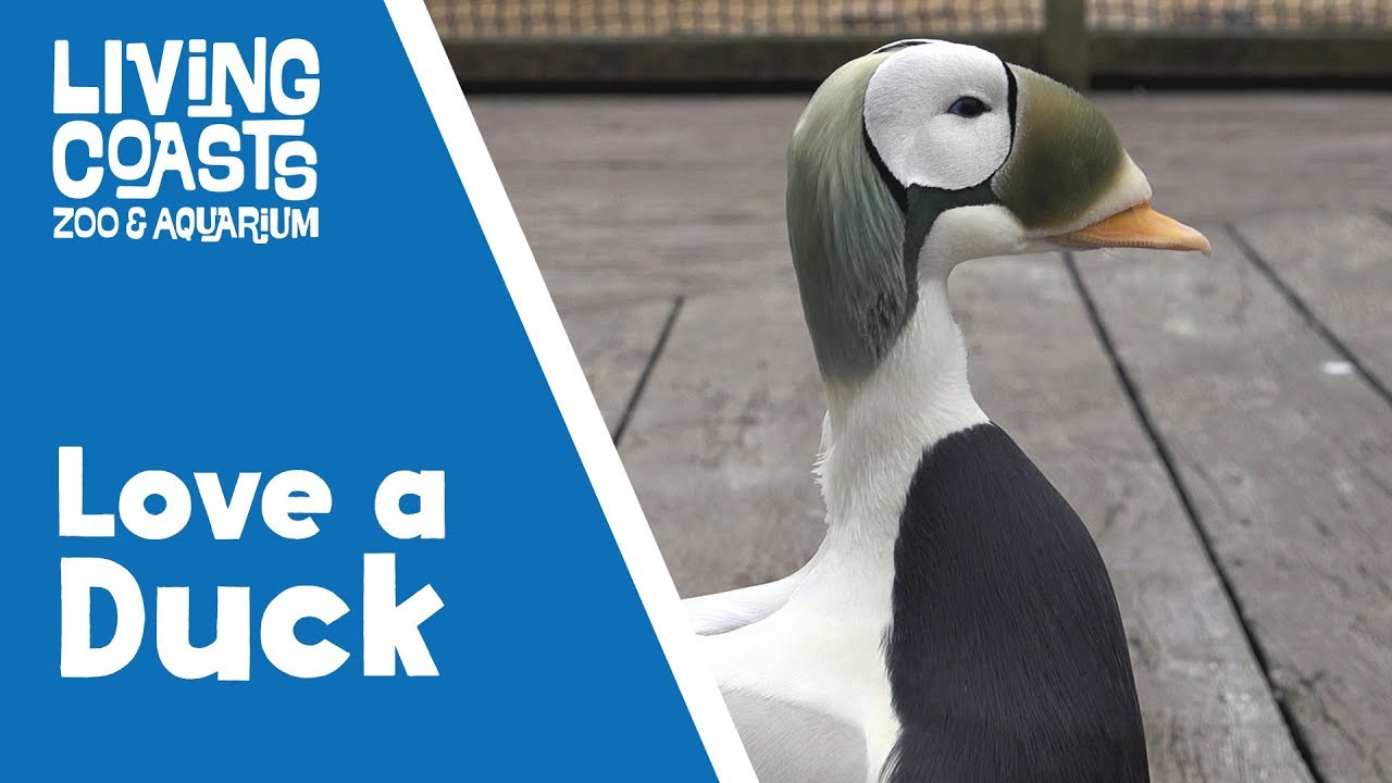 Love a Duck!